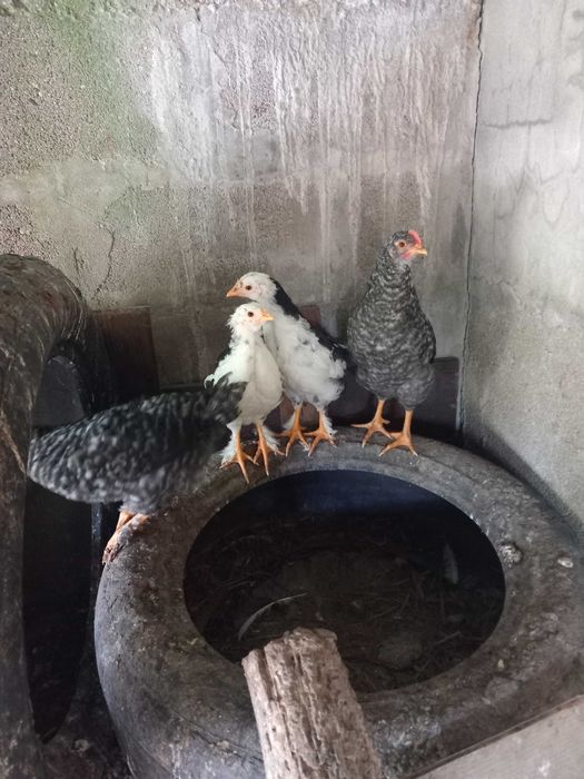 Galinhas dos ovos azuis