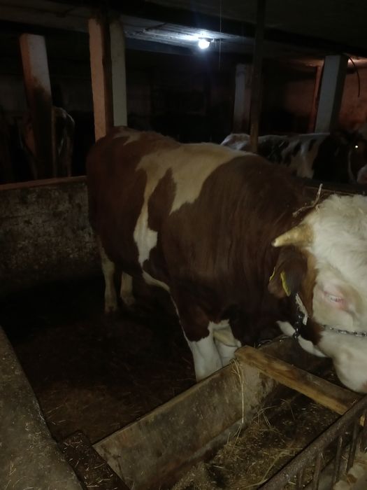 Byk Hereford na zorpłodnika