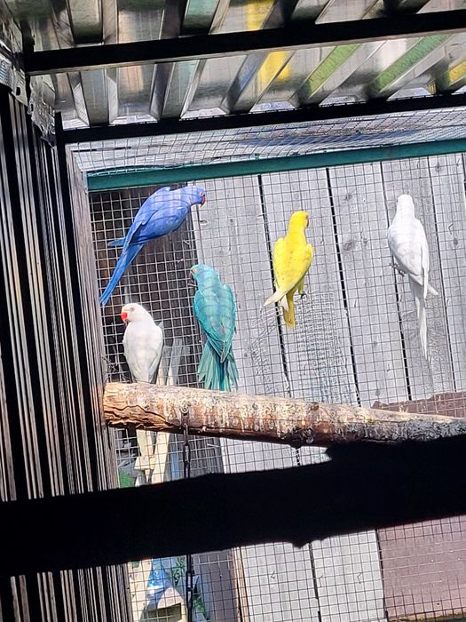 Aleksandretty obrożne