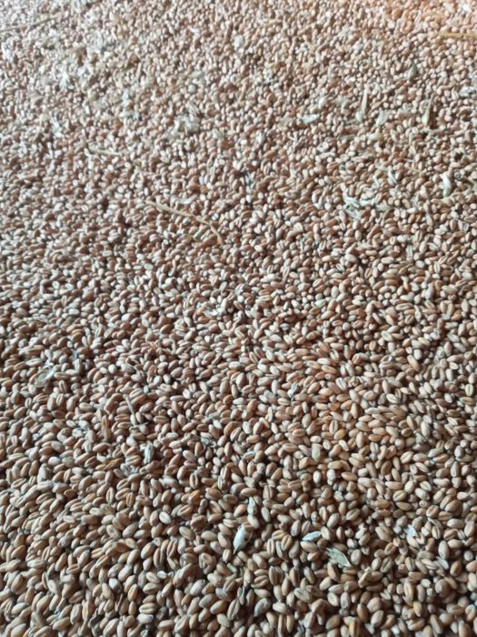 ПШЕНИЦЯ пшениця пш