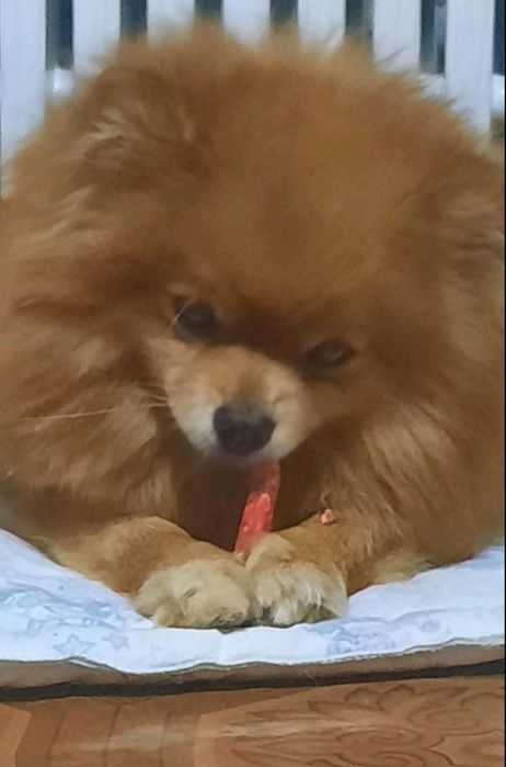 Хороша послушная красавица