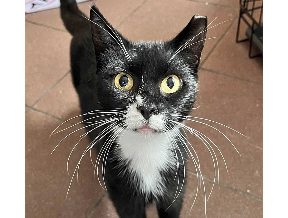 Morelka szuka domu stałego lub tymczasowego