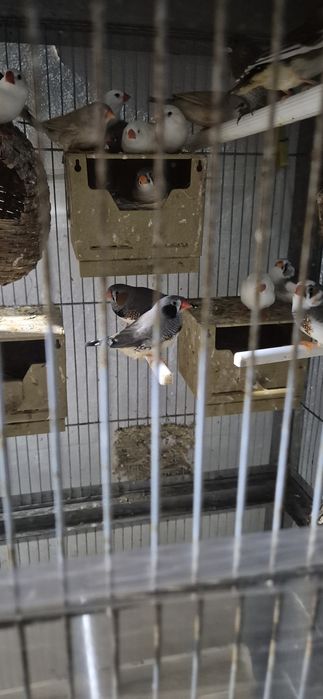 Mandarins normais e gigantes