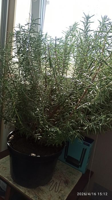 Великий кущ розмарину