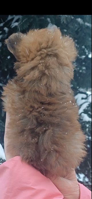 Дивовижний хлопчик ,красунчик.