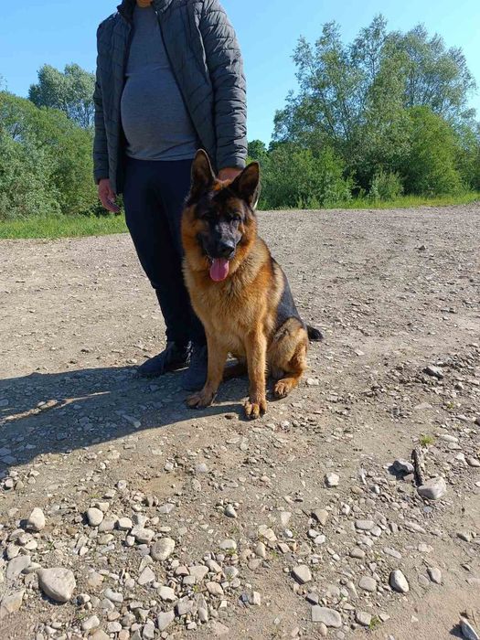 В'язка кобель німецька вівчарка