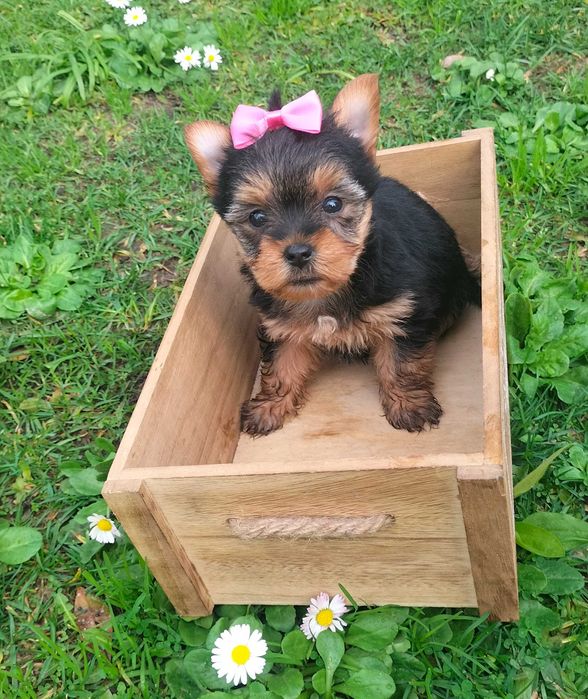 Yorkshire Terrier fêmea