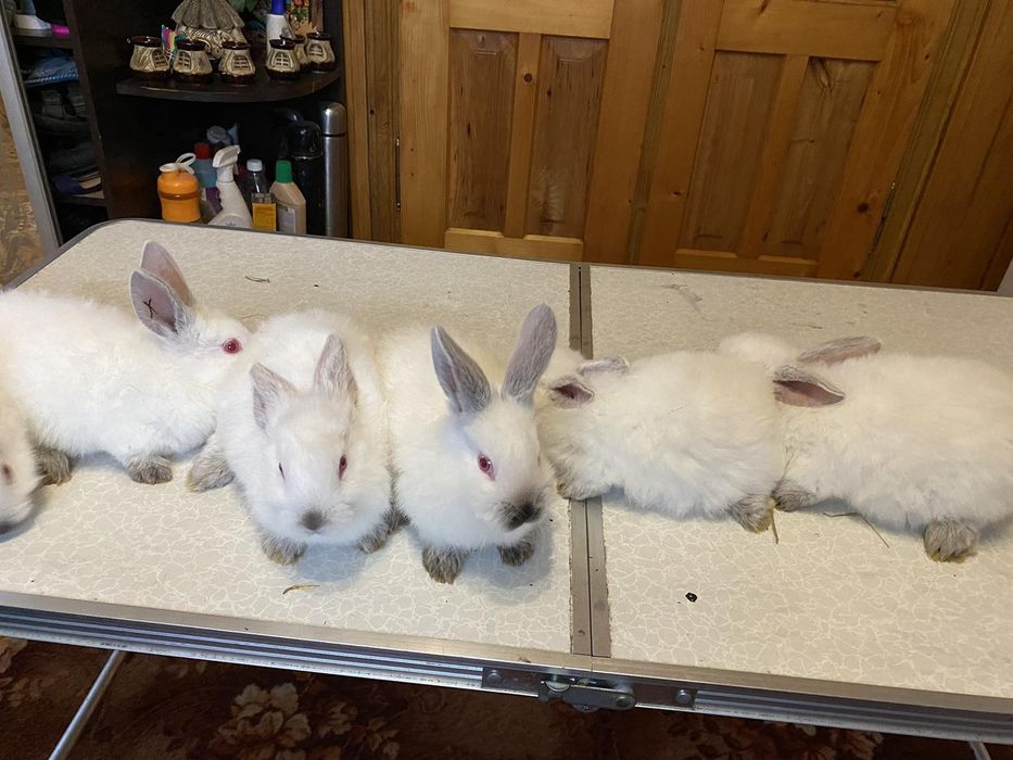 Кролики Каліфорнія