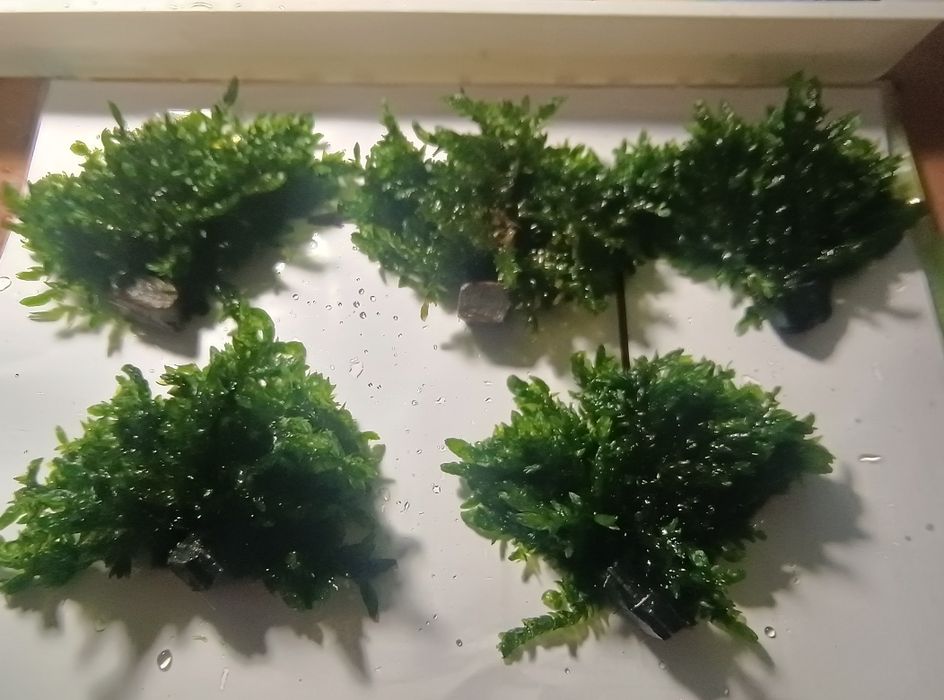 Mech Willow gigantea