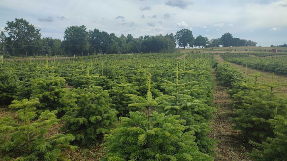 Jodła kaukaska kopana w donicy 60-150 cm choinki PLANTACJA CHOINEK