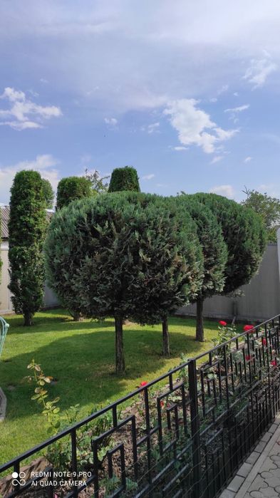 Стрижка газонов,деревьев,кустов.Обработки от вредителей.