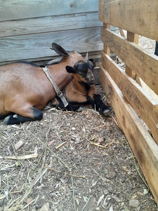 Cabrito Anão muito meiguinho