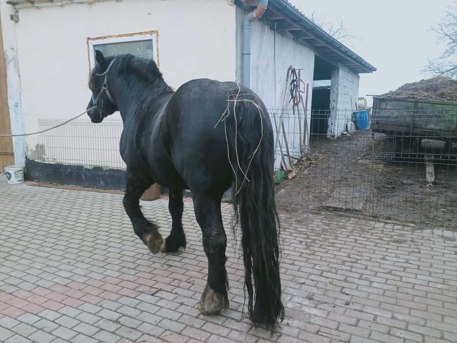 Ogier GAJAR sprzedam/zamienię