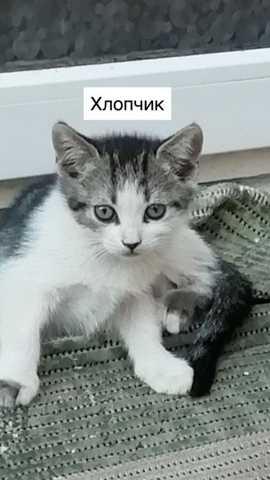 Шукаю родину для кошенят