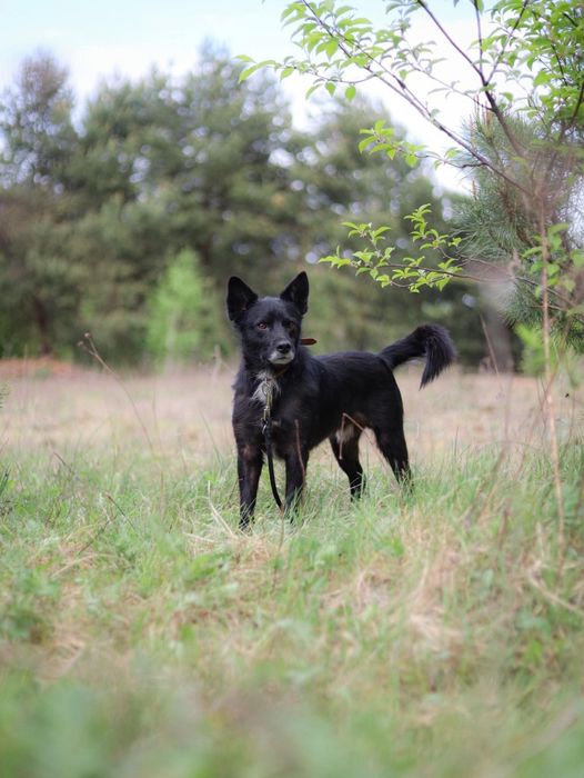 Pies,  wykastrowany samiec do adopcji