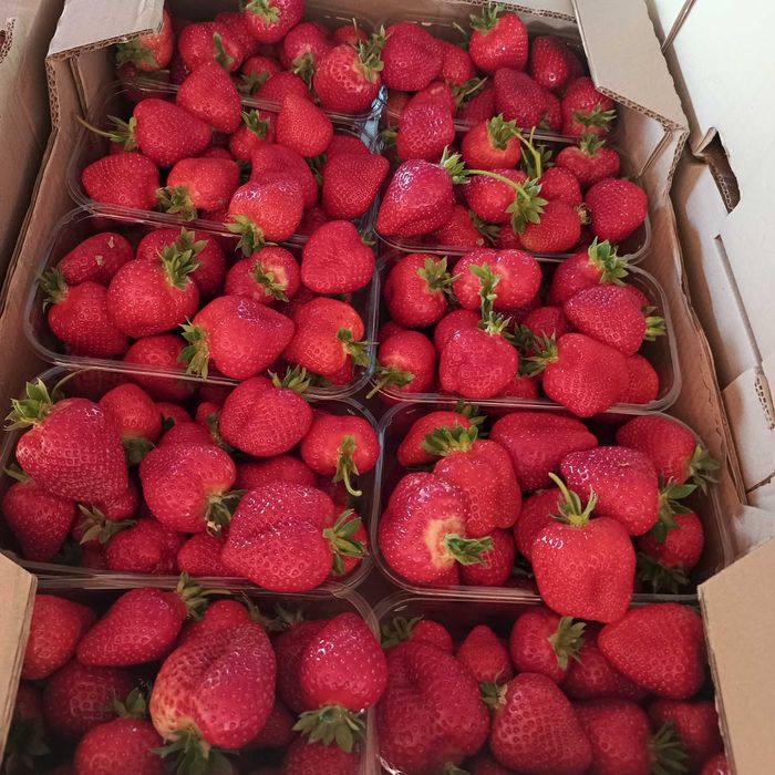 Саджанці полуниці Бріла