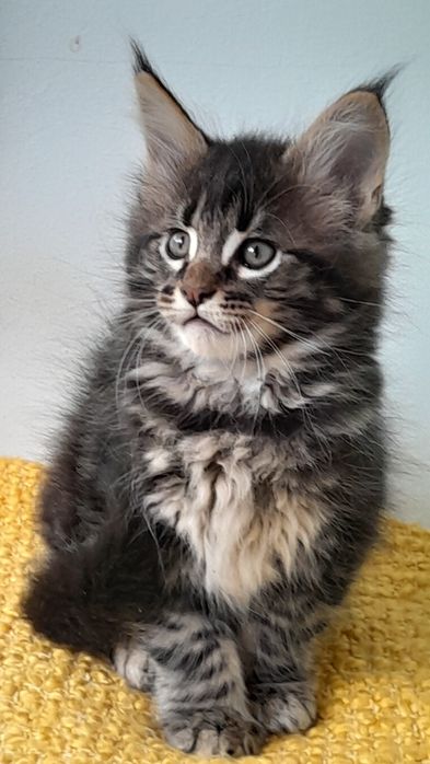 Кошенята мейн кун.