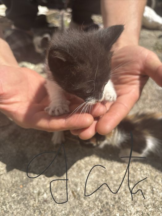 Dou gatinhos muito fofos