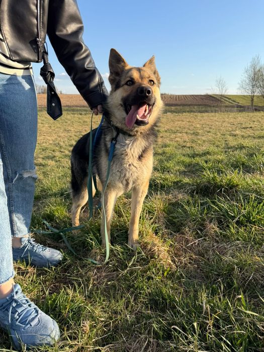 młoda suczka do adopcji