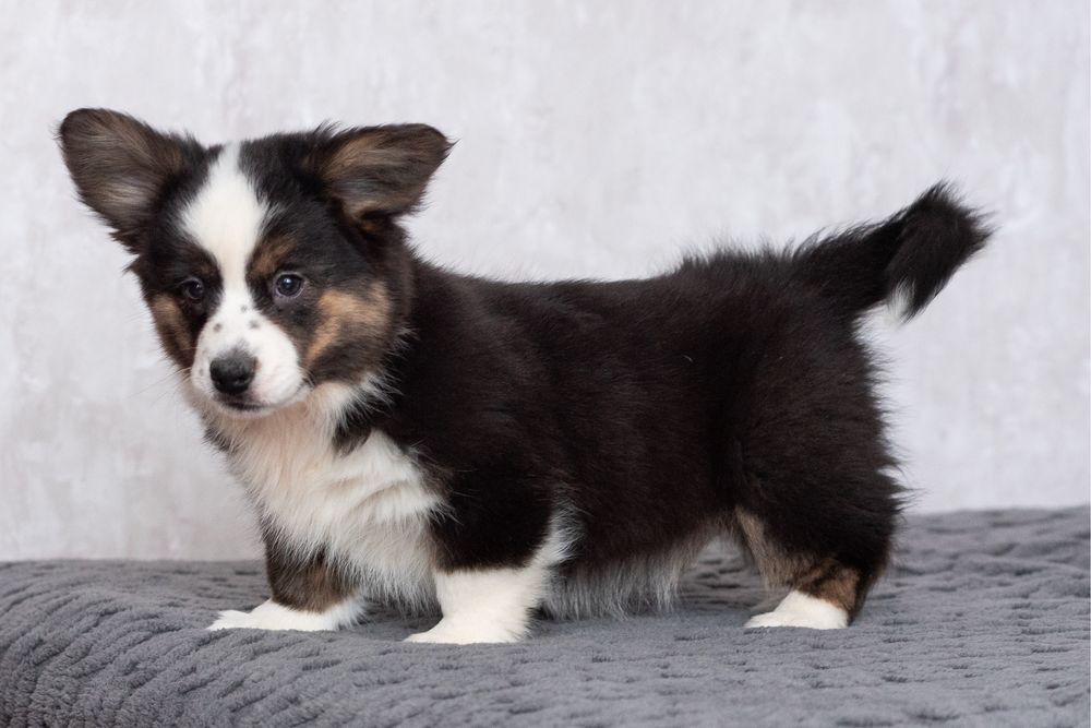 Прекрасні цуценята породи вельш коргі кардиган