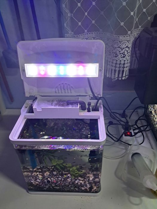 Akwarium małe lecz piękne z życiem