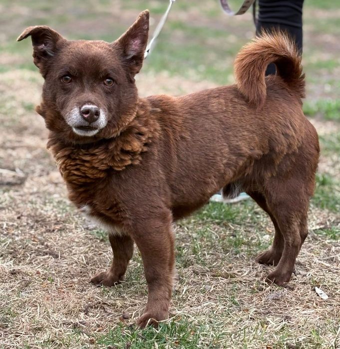 Malutki, spokojny Taraś do adopcji!