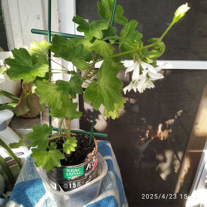 Пеларгония (герань) Квантум вайт