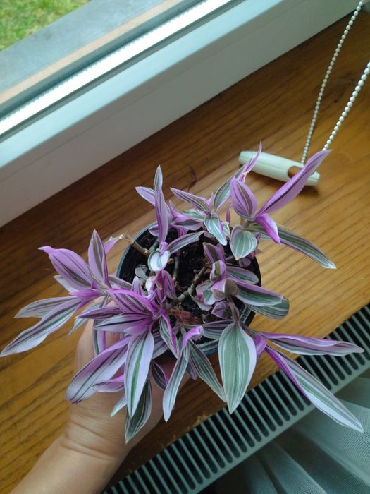 Традесканція Нанук (традесканция)