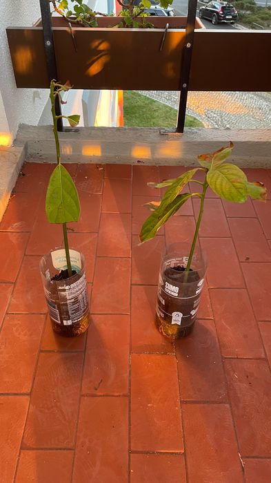 Pequenos Abacateiros