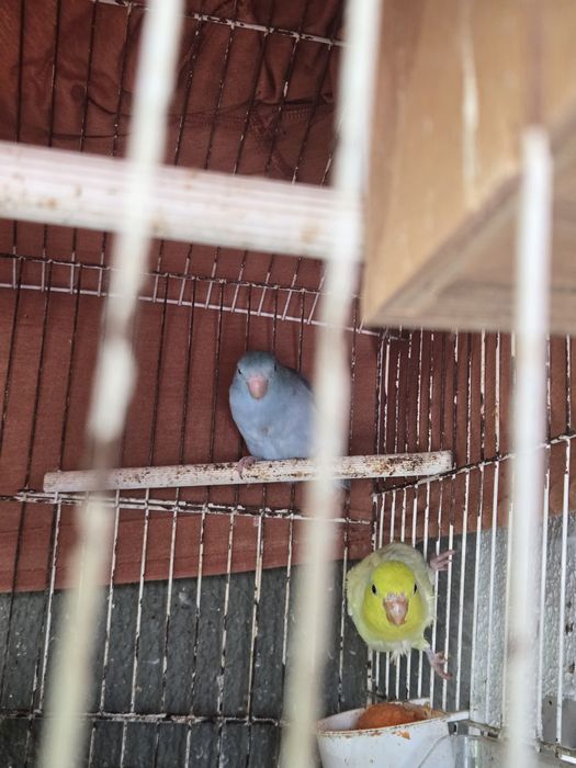 Casal de forpus  para venda