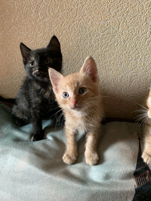 Отдам бесплатно в хорошие руки