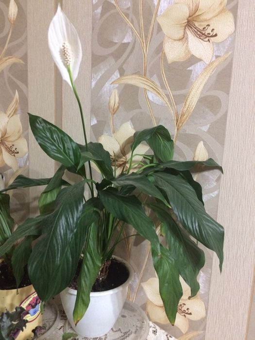 Фиалка+ Спатифиллум (Женское счастье)