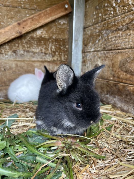 Coelhos anões mini