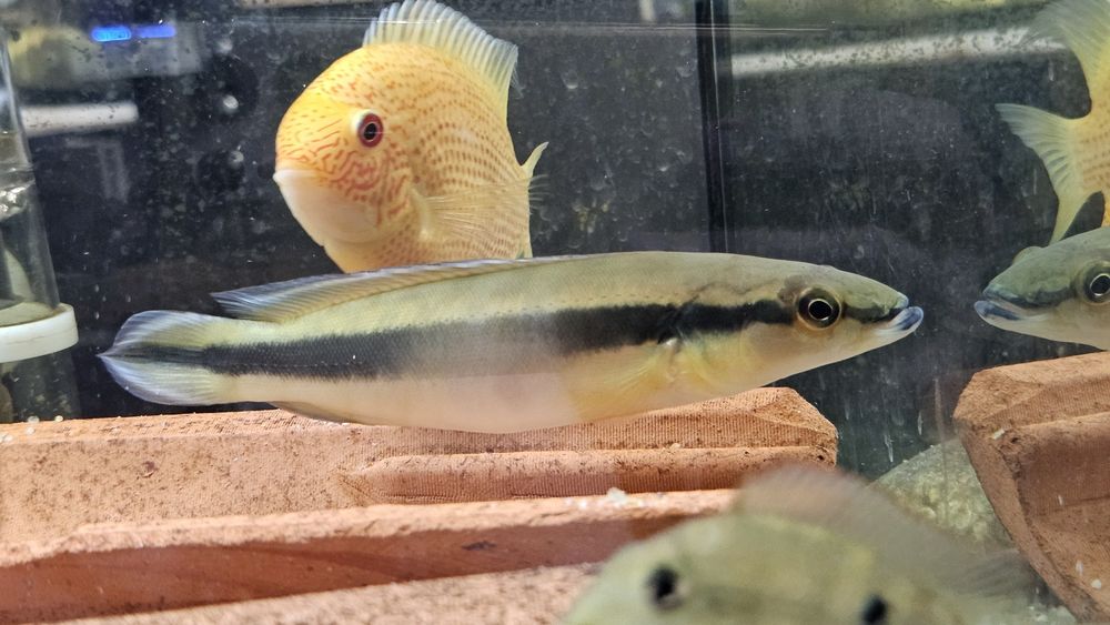 Crenicichla johanna(jacunda) 25cm