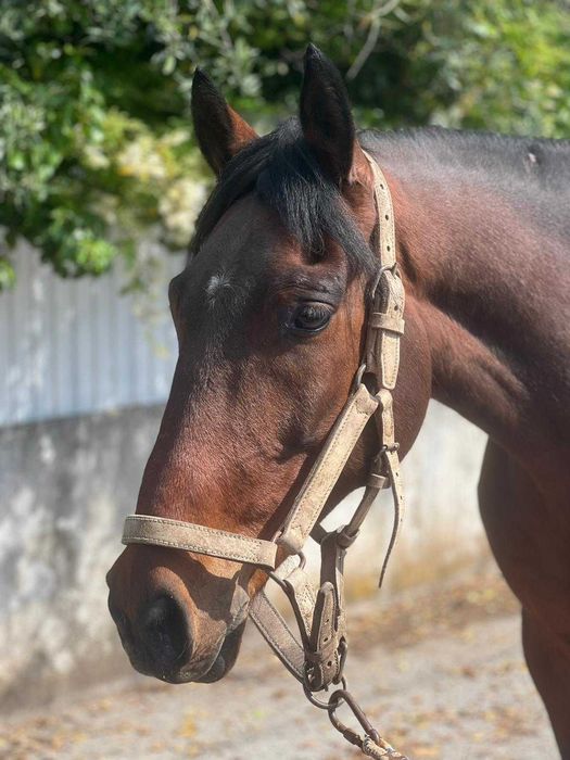 Cavalos para venda