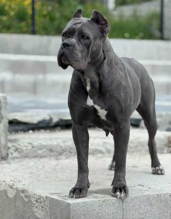 Zapowiedź miotu Cane Corso ZKwP/FCI – połowa marca 2026