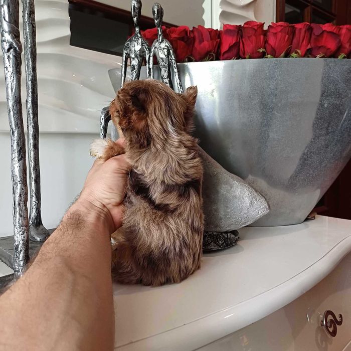 Yorkshire Terrier Miniatura CHOCOLATE MERLE