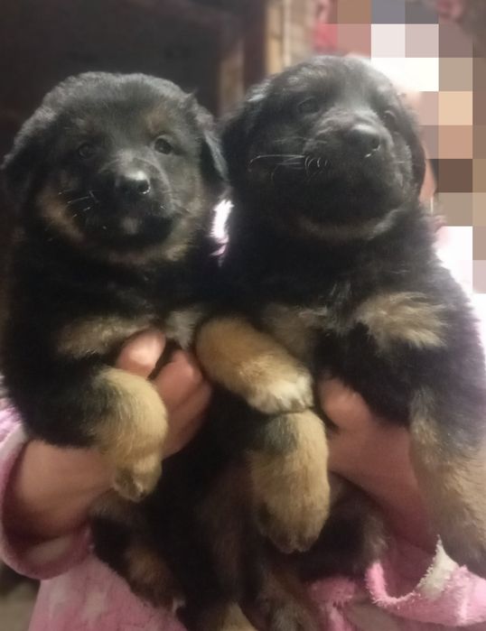 Віддам за шоколадку цуценят німецької вівчарки