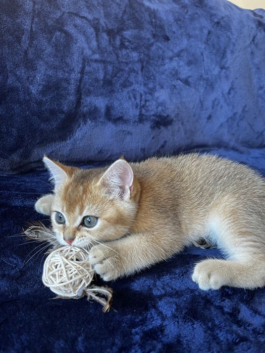 Кошенята золоті шиншили. 2 місяці.
