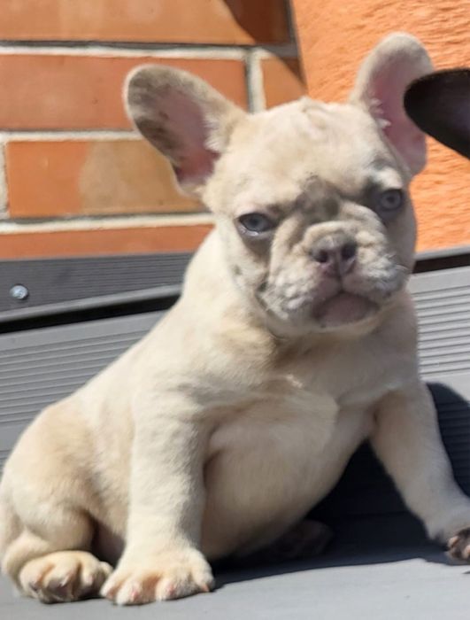 Buldog francuski piesek