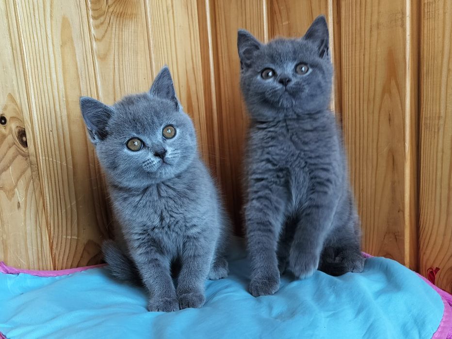 Дві дівчинки кицюні красуні