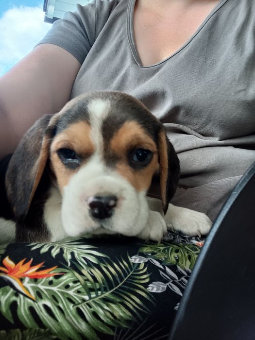 Szczeniak Beagle tricolor