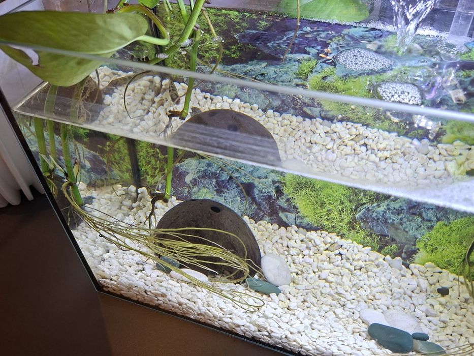 Pielęgniczka Ramizera