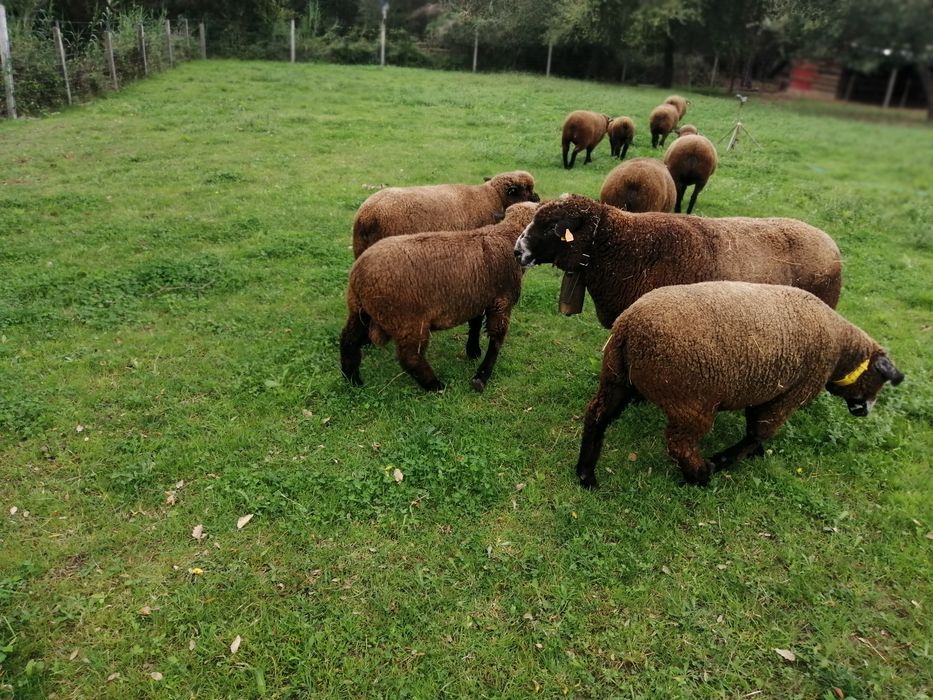 Ile de France Preto (Preto Precoce Português)
