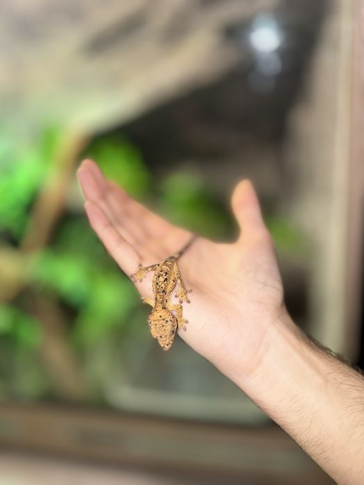 Gekony orzęsiony odmiany dalmatian samiec i samica
