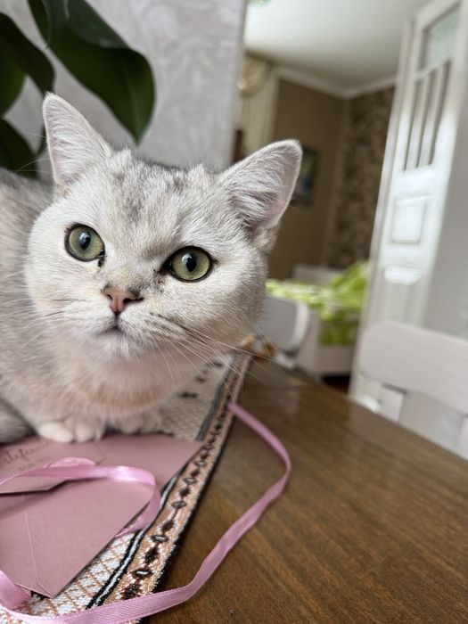 Кошенятко срібної шиншили