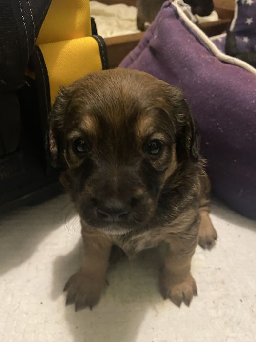 Szczeniaczki do adopcji