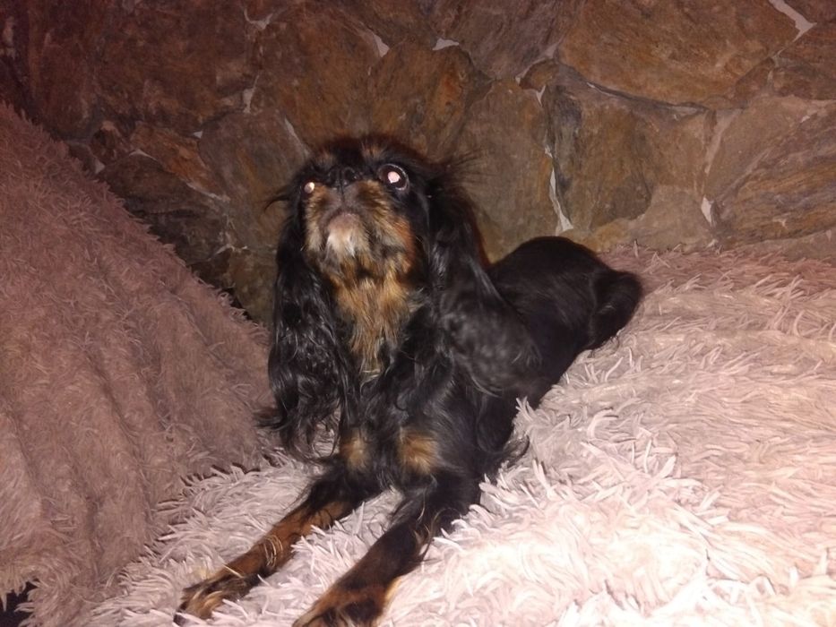 Cavalier King Charles spaniel, suczka