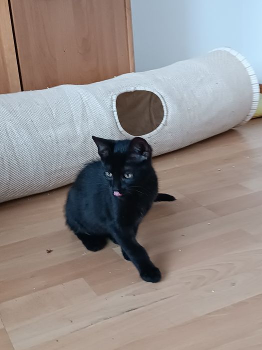 trzy piękne młode kitku do adopcji