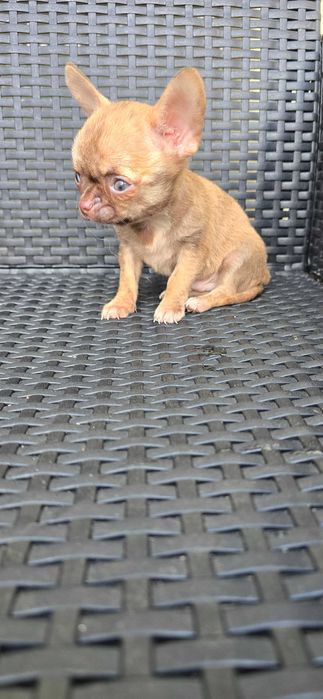 Chihuahua macho PEQUENINO